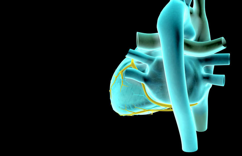 内脏,肺,气管,心脏,神经,动脉,静脉,无人,横图,插画,x光片,室内,特写,白天,正面,数码,科技,静物,阴影,黑色背景,辐射,科学,网络,医学,高光,几何,计算机图形,合成,图画,画,黄色,绿色,模型,人体,电脑合成图,数码合成图,医疗,生物学,科学技术,x射线,器官,筋脉,x光,漫画,支气管,神经元,心血管,心房,心室,生理学,写实,具体,具象,冠状动脉,冠心病,肺部,肺脏,心,彩图,神经系统,电磁波,电磁辐射
