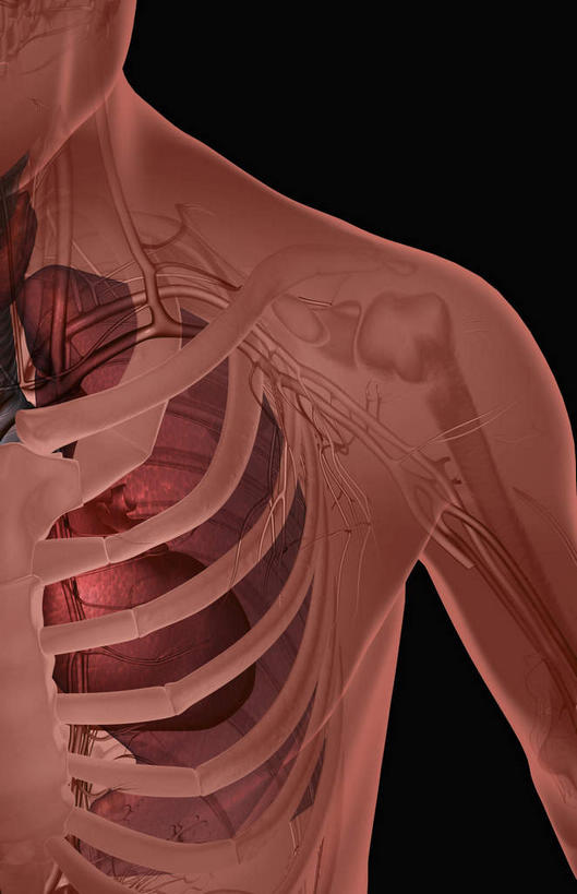 肩胛骨,骨骼,胸骨,无人,站,竖图,插画,室内,白天,正面,数码,科技,静物,阴影,黑色背景,网络,医学,骨头,高光,几何,计算机图形,合成,图画,画,站着,人体,电脑合成图,数码合成图,骨架,生物学,漫画,生理学,写实,具体,具象,胸椎,手臂,站立,彩图