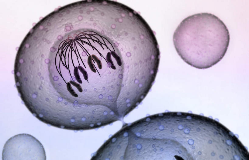 无人,竖图,室内,白天,正面,数码,科技,阴影,粉色背景,科学,网络,基因,细胞核,染色体,细胞,高光,几何,计算机图形,合成,白色,生物,遗传,电脑合成图,数码合成图,脱氧核糖核酸,破裂,蛋白质,分裂,写实,具体,具象,核糖核酸,染色质,遗传信息,遗传因子,遗传学,割裂,盘据,彩图,决裂