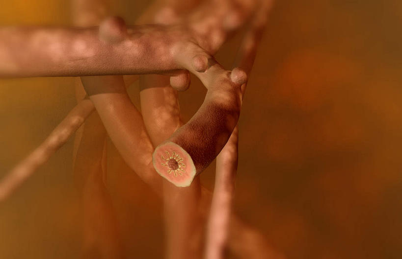 内脏,肺,气管,动脉,静脉,无人,竖图,室内,白天,正面,数码,科技,静物,阴影,黄色背景,网络,医学,高光,几何,计算机图形,合成,模型,人体,电脑合成图,数码合成图,疾病,生物学,人体器官,器官,支气管,生理学,写实,具体,具象,肺病,肺部,肺脏,彩图