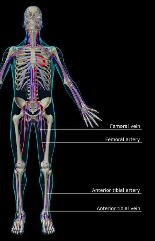 腿部,神经,骨骼,胸骨,肋骨,骨盆,腿,无人,竖图,x光片,室内,白天,正面,数码,科技,阴影,黑色背景,辐射,科学,网络,医学,英文,标志,文字,字符,字母,骨头,高光,几何,计算机图形,合成,标识,红色,蓝色,轮廓,英文字母,电脑合成图,数码合成图,头颅,骨架,医疗,科学技术,x射线,筋脉,x光,神经元,写实,具体,具象,尺骨,桡骨,腕骨,掌骨,指骨,手臂,彩图,全身,神经系统,电磁波,电磁辐射