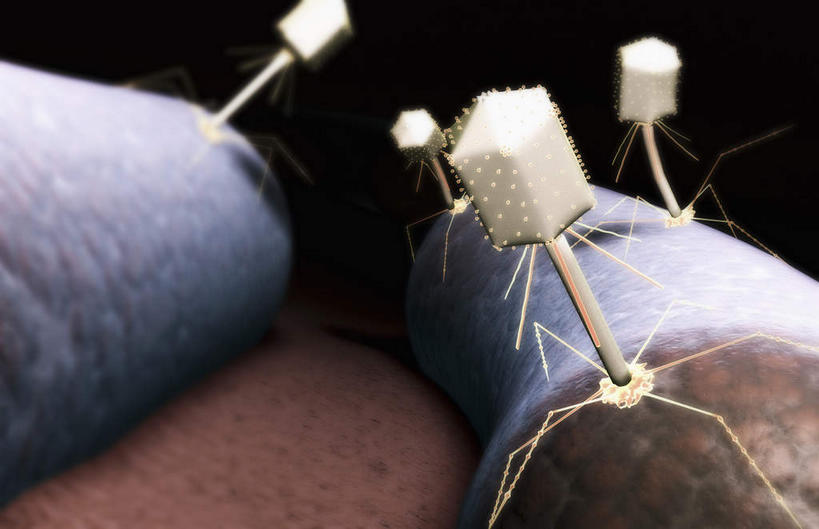 动脉,静脉,无人,横图,室内,白天,正面,数码,科技,微生物,静物,阴影,黑色背景,网络,细菌,医学,高光,几何,计算机图形,合成,白色,模型,生物,人体,电脑合成图,数码合成图,医疗,病毒,生物学,生理学,写实,具体,具象,寄生,生命体,生物病毒,噬菌体,彩图