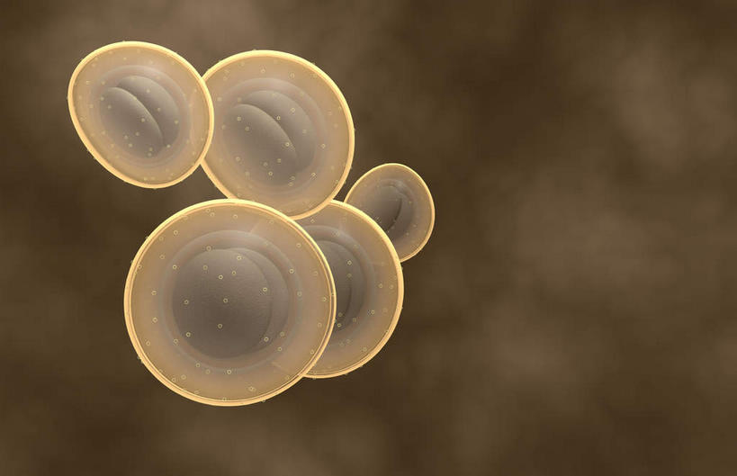 无人,横图,插画,室内,白天,正面,数码,科技,微生物,阴影,微小,网络,细菌,医学,高光,几何,计算机图形,合成,图画,画,黄色,生物,电脑合成图,数码合成图,医疗,生物学,漫画,写实,具体,具象,生命体,葡萄球菌,金黄色葡萄球菌,耐甲氧西林金黄色葡萄球菌,彩图,感染,微弱