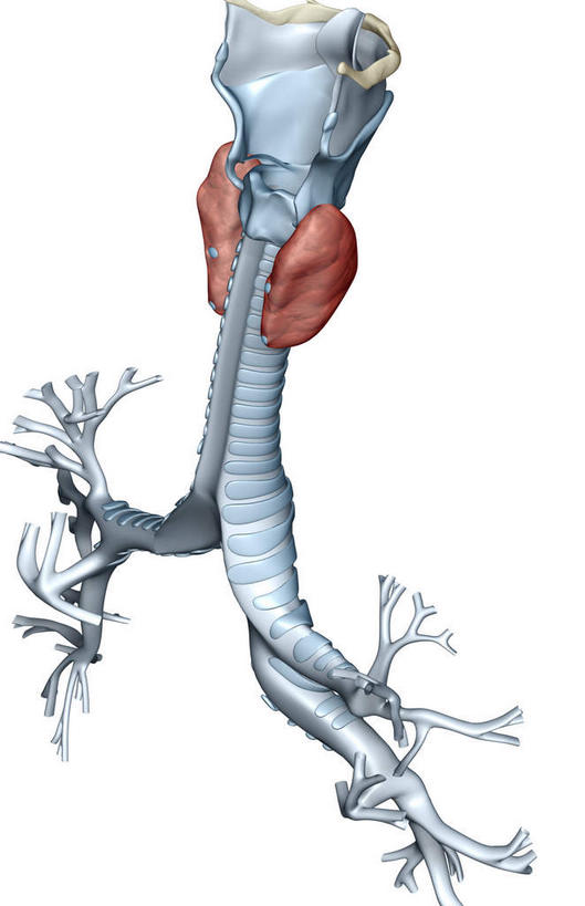 喉咙,内脏,肺,动脉,静脉,无人,竖图,插画,室内,白天,正面,数码,科技,静物,阴影,网络,医学,高光,几何,计算机图形,合成,图画,画,红色,灰色,模型,人体,电脑合成图,数码合成图,生物学,人体器官,器官,漫画,支气管,生理学,写实,具体,具象,甲状腺,支气管树,肺泡,喉管,肺部,肺脏,彩图