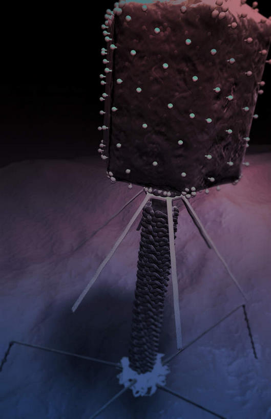 动脉,静脉,无人,竖图,插画,室内,白天,正面,数码,科技,微生物,静物,阴影,黑色背景,网络,细菌,医学,高光,几何,计算机图形,合成,图画,画,白色,模型,生物,人体,电脑合成图,数码合成图,医疗,病毒,生物学,漫画,生理学,写实,具体,具象,寄生,生命体,生物病毒,噬菌体,彩图