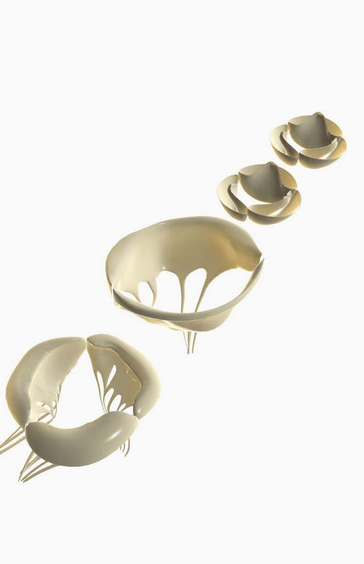 内脏,心脏,动脉,静脉,无人,竖图,插画,室内,白天,白色背景,正面,数码,科技,静物,一排,阴影,整齐,网络,医学,高光,几何,计算机图形,合成,图画,画,排列,一个,白色,模型,人体,单个,电脑合成图,数码合成图,生物学,人体器官,器官,队列,漫画,生理学,写实,具体,具象,心脏瓣膜,二尖瓣,房室瓣,主动脉瓣,心,彩图