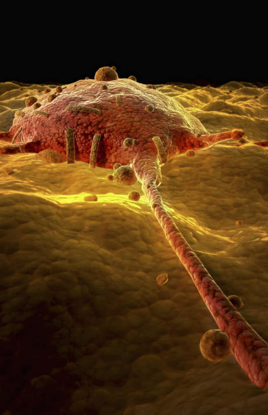 无人,竖图,插画,室内,白天,正面,数码,科技,静物,阴影,网络,医学,细胞,高光,几何,计算机图形,合成,图画,画,一个,红色,人体,单个,电脑合成图,数码合成图,生物学,漫画,生理学,写实,具体,具象,吞噬细胞,巨噬细胞,彩图