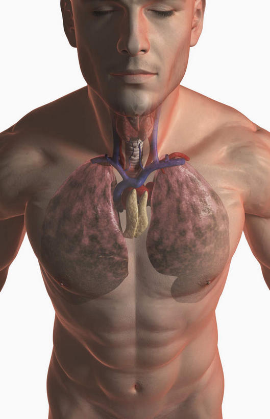 西方人,内脏,肺,动脉,静脉,肌肉,健壮,一个人,无人,站,闭眼,竖图,插画,室内,白天,白色背景,正面,数码,科技,静物,欧洲,欧洲人,仅一个男性,仅一个人,阴影,网络,医学,高光,几何,计算机图形,合成,图画,画,仅一个年轻男性,模型,站着,健康,活力,力量,人体,青春,电脑合成图,数码合成图,生物学,人体器官,强壮,器官,漫画,癌症,生理学,写实,具体,具象,致命,肺癌,男人,男性,年轻男性,白种人,肺部,肺脏,闭眼睛,闭着眼,闭着眼睛,站立,半身,彩图
