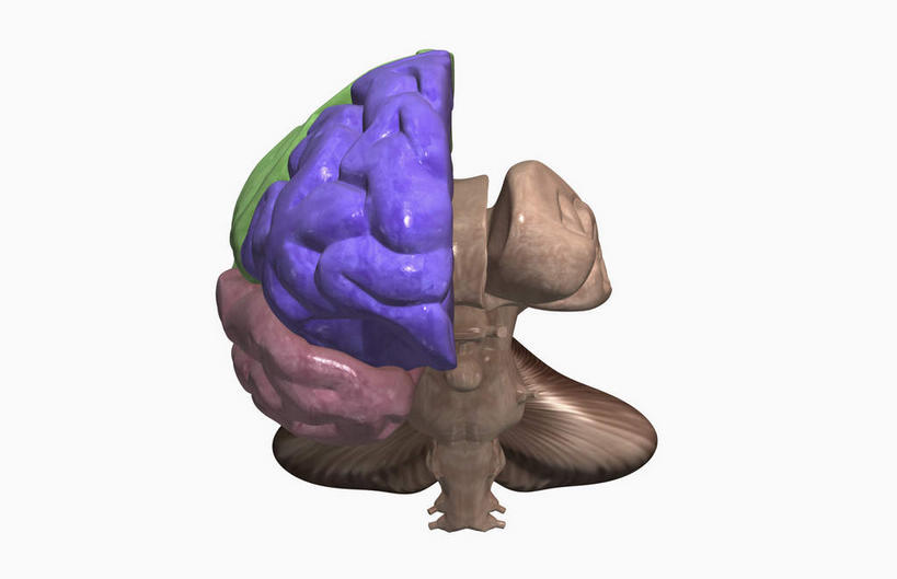 动脉,静脉,无人,竖图,室内,白天,白色背景,正面,数码,科技,静物,大脑,阴影,网络,医学,高光,几何,计算机图形,合成,模型,人体,电脑合成图,数码合成图,生物学,器官,沟壑,小脑,脑干,生理学,写实,具体,具象,大脑皮层,端脑,额叶,沟,灰质,回,间脑,彩图