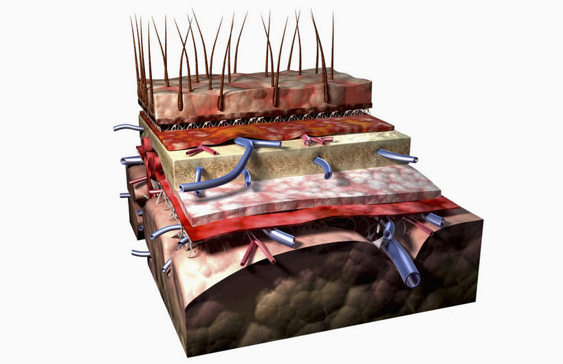 动脉,静脉,头发,无人,横图,室内,白天,白色背景,正面,数码,科技,静物,阴影,网络,医学,高光,几何,计算机图形,合成,模型,人体,皮肤,电脑合成图,数码合成图,生物学,生理学,写实,具体,具象,软脑膜,硬脑膜,彩图,脑膜
