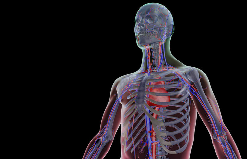 动脉,静脉,骨骼,无人,横图,室内,白天,正面,数码,科技,静物,阴影,黑色背景,网络,医学,骨头,高光,几何,计算机图形,合成,模型,人体,皮肤,电脑合成图,数码合成图,骨架,生物学,生理学,写实,具体,具象,下腔静脉,半身,彩图