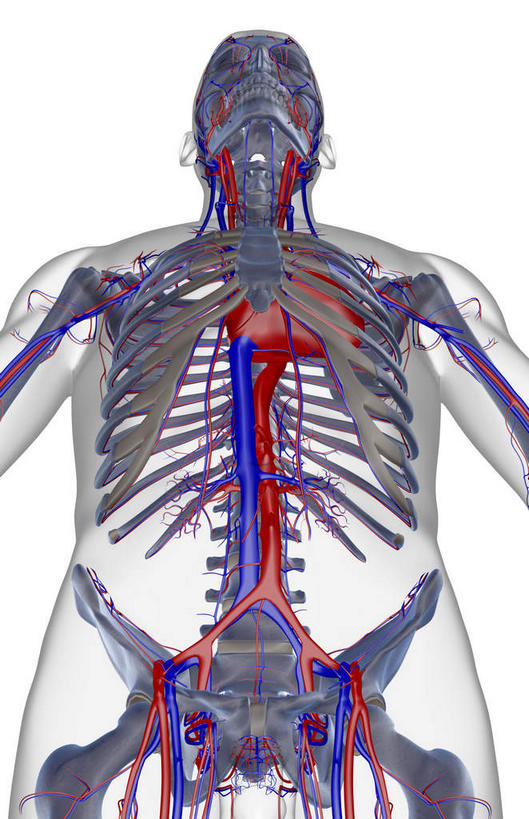 动脉,静脉,骨骼,无人,竖图,室内,白天,白色背景,正面,数码,科技,静物,阴影,网络,医学,骨头,高光,几何,计算机图形,合成,模型,人体,皮肤,电脑合成图,数码合成图,骨架,生物学,生理学,写实,具体,具象,髂动脉,髂外动脉,髂外静脉,下腔静脉,降主动脉,半身,彩图