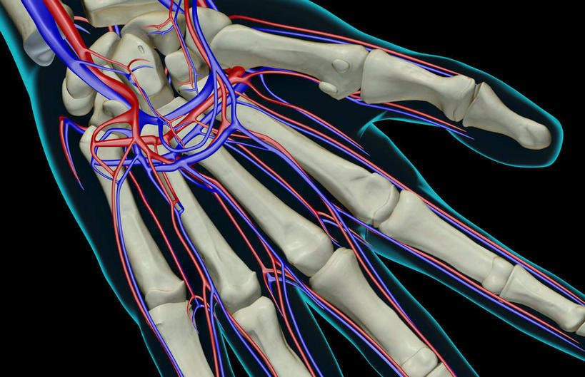 手,动脉,静脉,骨骼,无人,横图,室内,白天,正面,数码,科技,静物,阴影,黑色背景,网络,医学,骨头,高光,几何,计算机图形,合成,模型,手部,人体,皮肤,电脑合成图,数码合成图,骨架,生物学,生理学,写实,具体,具象,手掌静脉,半身,彩图