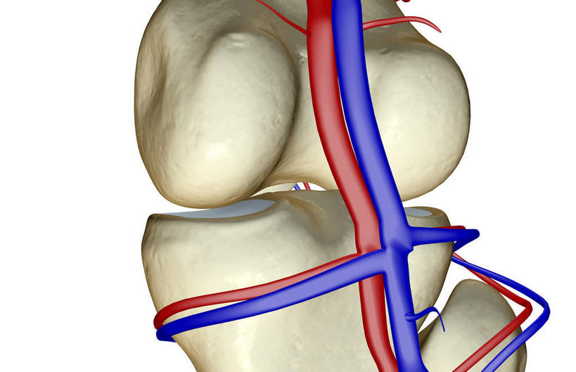 膝盖,动脉,静脉,骨骼,无人,横图,室内,白天,白色背景,正面,数码,科技,静物,阴影,网络,医学,骨头,高光,几何,计算机图形,合成,模型,人体,电脑合成图,数码合成图,骨架,生物学,生理学,写实,具体,具象,股静脉,腘动脉,半身,彩图