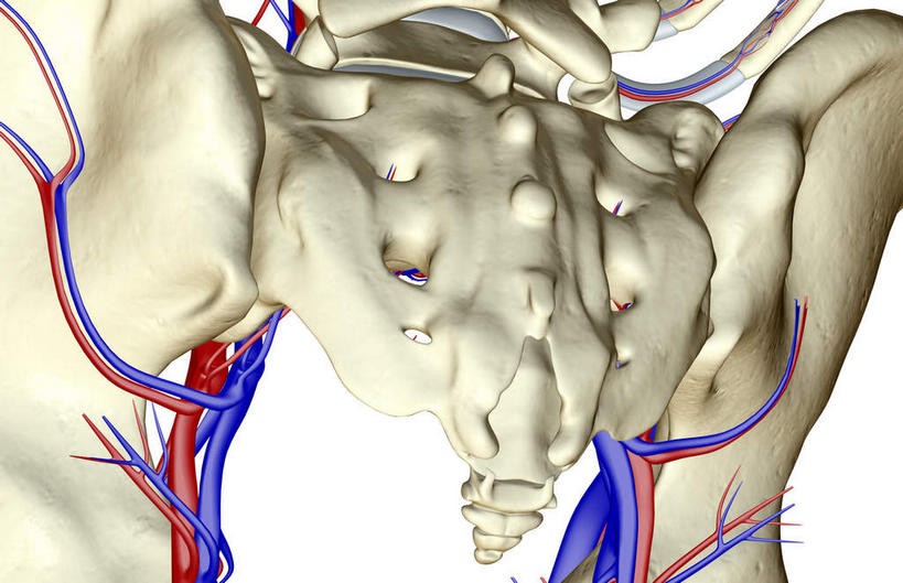 动脉,静脉,骨骼,无人,横图,室内,白天,白色背景,正面,数码,科技,静物,阴影,网络,医学,骨头,高光,几何,计算机图形,合成,模型,人体,电脑合成图,数码合成图,骨架,生物学,生理学,写实,具体,具象,髂动脉,髂静脉,髂内动脉,半身,彩图