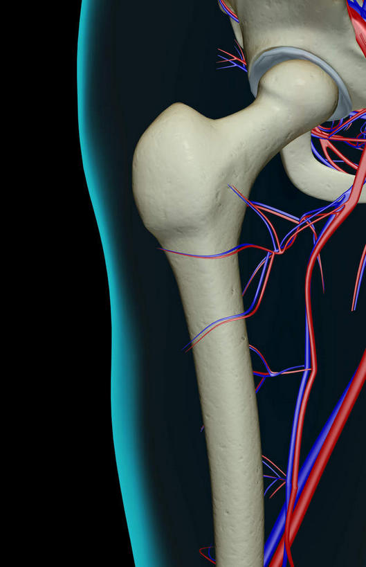 动脉,静脉,骨骼,无人,竖图,室内,白天,正面,数码,科技,静物,阴影,黑色背景,网络,医学,骨头,高光,几何,计算机图形,合成,模型,人体,皮肤,电脑合成图,数码合成图,骨架,生物学,生理学,写实,具体,具象,髂动脉,髂静脉,髂内动脉,半身,彩图