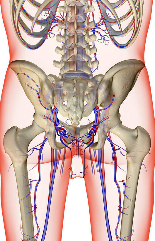 动脉,静脉,骨骼,骨盆,无人,竖图,室内,白天,白色背景,正面,数码,科技,静物,阴影,网络,医学,骨头,高光,几何,计算机图形,合成,模型,人体,皮肤,电脑合成图,数码合成图,骨架,生物学,生理学,写实,具体,具象,髂动脉,髂静脉,髂内动脉,半身,彩图