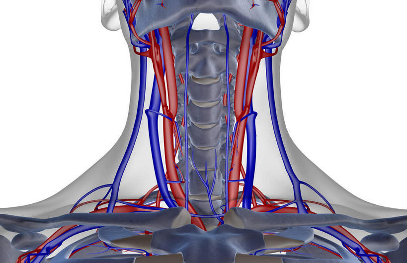 脖子,动脉,静脉,骨骼,无人,横图,室内,白天,白色背景,正面,数码,科技,静物,阴影,网络,医学,骨头,高光,几何,计算机图形,合成,模型,人体,皮肤,电脑合成图,数码合成图,骨架,生物学,生理学,写实,具体,具象,锁骨下动脉,锁骨下静脉,颈内静脉,脖,颈,颈部,半身,彩图