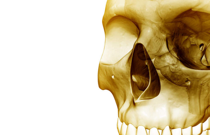 脸,头,脸颊,动脉,静脉,骨骼,无人,横图,室内,白天,白色背景,正面,数码,科技,静物,阴影,网络,医学,骨头,高光,几何,计算机图形,合成,模型,人体,电脑合成图,数码合成图,骨架,生物学,生理学,写实,具体,具象,额叶,头部,脸部,脸蛋,面部,半身,彩图