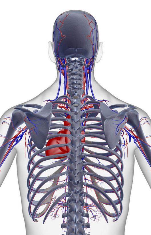 动脉,静脉,骨骼,无人,竖图,室内,白天,白色背景,正面,数码,科技,静物,阴影,网络,医学,骨头,高光,几何,计算机图形,合成,模型,人体,电脑合成图,数码合成图,骨架,生物学,生理学,写实,具体,具象,肋间动脉,肋间静脉,半身,彩图