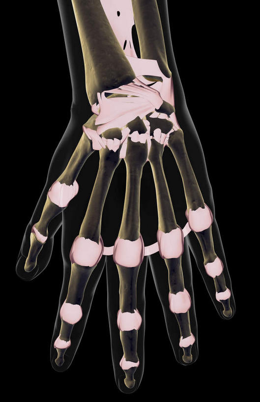 动脉,静脉,骨骼,无人,竖图,室内,特写,白天,正面,数码,科技,静物,伸展,阴影,黑色背景,局部,网络,医学,骨头,光芒,高光,几何,计算机图形,合成,红色,模型,伸直,人体,部分,电脑合成图,数码合成图,骨架,生物学,韧带,生理学,写实,具体,具象,腕骨,掌骨,指骨,半身,彩图,五指张开