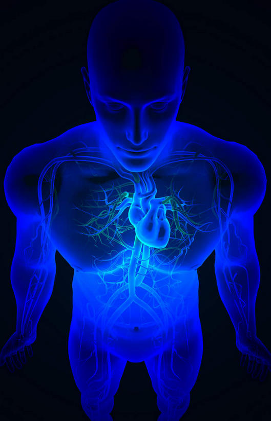 内脏,肺,心脏,动脉,静脉,无人,竖图,室内,特写,白天,正面,数码,科技,静物,阴影,黑色背景,局部,网络,光芒,高光,几何,计算机图形,合成,蓝色,模型,人体,部分,电脑合成图,数码合成图,生物学,器官,心血管,心房,心室,生理学,写实,具体,具象,颈动脉,颈静脉,下腔静脉,主动脉,上腔静脉,升主动脉,降主动脉,腋动脉,腋静脉,肺动脉,肺静脉,肺部,肺脏,心,半身,彩图