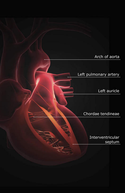 内脏,心脏,动脉,静脉,无人,竖图,室内,特写,白天,正面,数码,科技,静物,阴影,黑色背景,局部,网络,英文,标志,文字,字符,字母,光芒,高光,几何,计算机图形,合成,标识,模型,人体,英文字母,部分,电脑合成图,数码合成图,生物学,器官,左心房,心血管,心房,心室,生理学,写实,具体,具象,右心室,上腔静脉,右心房,左心室,二尖瓣,房室瓣,室间隔,主动脉瓣,心,彩图