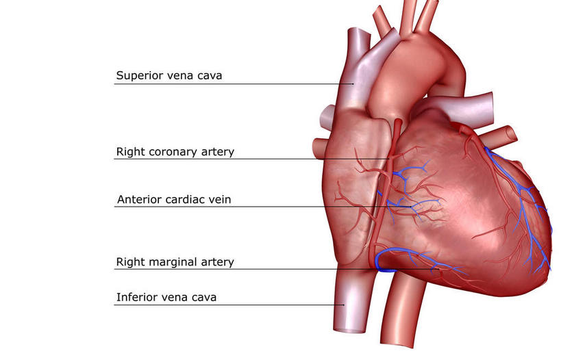 内脏,心脏,动脉,静脉,无人,横图,室内,特写,白天,白色背景,正面,数码,科技,静物,阴影,局部,网络,英文,标志,文字,字符,字母,高光,几何,计算机图形,合成,标识,模型,人体,英文字母,部分,电脑合成图,数码合成图,生物学,器官,心血管,心房,心室,生理学,写实,具体,具象,肺动脉,肺静脉,冠心病,冠状沟,前室间沟,心,彩图
