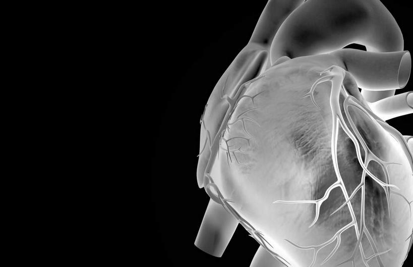 内脏,肺,心脏,动脉,静脉,无人,横图,黑白,室内,特写,白天,正面,数码,科技,静物,阴影,黑色背景,局部,网络,高光,几何,计算机图形,合成,模型,人体,部分,电脑合成图,数码合成图,生物学,器官,心血管,心房,心室,生理学,写实,具体,具象,肺动脉,肺静脉,冠状动脉,冠状沟,前室间沟,肺部,肺脏,心