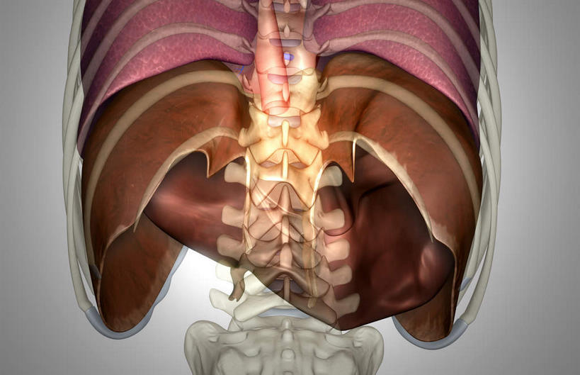 内脏,肝脏,动脉,静脉,骨骼,无人,横图,室内,特写,白天,白色背景,正面,数码,科技,静物,阴影,局部,网络,医学,骨头,高光,几何,计算机图形,合成,模型,人体,部分,电脑合成图,数码合成图,骨架,生物学,人体器官,器官,生理学,写实,具体,具象,隔膜,腰椎,肝,彩图,消化系统