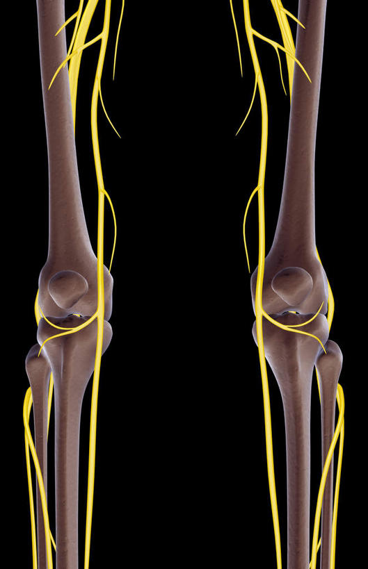 腿部,神经,动脉,静脉,骨骼,腿,无人,竖图,室内,特写,白天,正面,数码,科技,静物,阴影,黑色背景,局部,网络,医学,骨头,高光,几何,计算机图形,合成,模型,人体,部分,电脑合成图,数码合成图,骨架,生物学,生理学,写实,具体,具象,髌骨,隐神经,半身,彩图