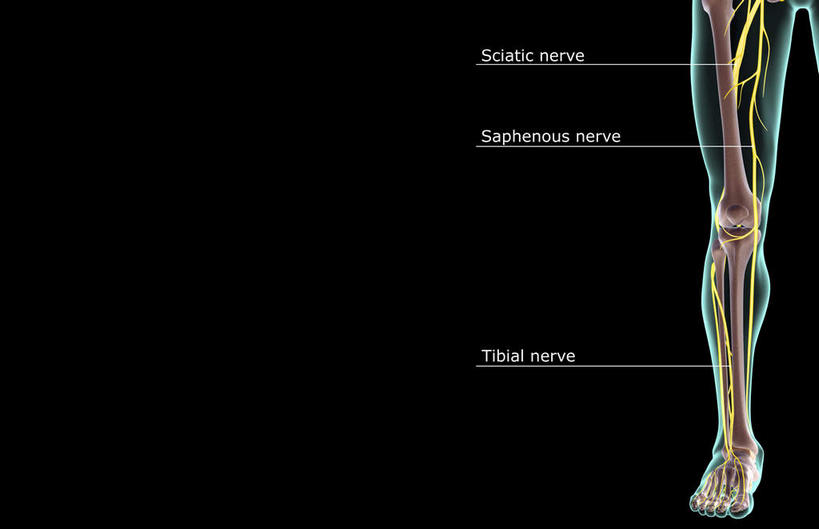 动脉,静脉,骨骼,无人,横图,室内,特写,白天,正面,数码,科技,静物,阴影,黑色背景,局部,网络,医学,英文,标志,文字,字符,字母,骨头,光芒,高光,几何,计算机图形,合成,标识,蓝色,模型,人体,英文字母,部分,电脑合成图,数码合成图,骨架,生物学,生理学,写实,具体,具象,髌骨,腓骨,跗骨,股骨,胫骨,趾骨,胫神经,股神经,隐神经,蹠骨,半身,彩图