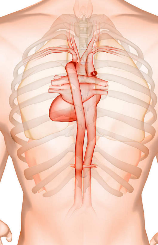 内脏,心脏,动脉,静脉,骨骼,胸骨,肋骨,无人,竖图,插画,室内,特写,白天,白色背景,正面,数码,科技,静物,阴影,局部,网络,医学,骨头,高光,几何,计算机图形,合成,图画,画,模型,人体,部分,电脑合成图,数码合成图,骨架,生物学,人体器官,器官,漫画,心血管,心房,心室,生理学,写实,具体,具象,肋软骨,心,半身,彩图