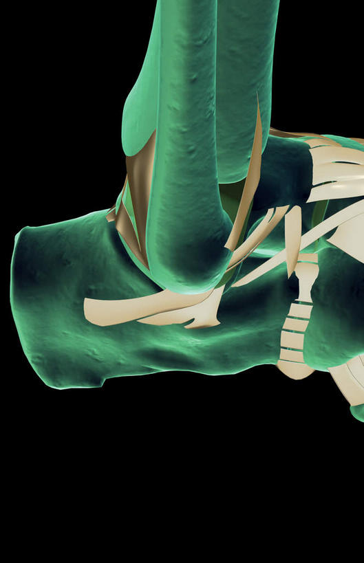 动脉,静脉,骨骼,无人,竖图,插画,室内,特写,白天,正面,数码,科技,静物,阴影,黑色背景,局部,网络,医学,骨头,高光,几何,计算机图形,合成,图画,画,模型,人体,部分,电脑合成图,数码合成图,骨架,生物学,漫画,生理学,写实,具体,具象,髋骨,半身,彩图