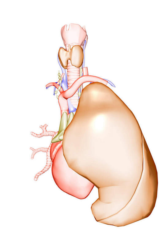 内脏,肺,动脉,静脉,血管,无人,竖图,插画,室内,特写,白天,白色背景,正面,数码,科技,静物,阴影,网络,高光,几何,计算机图形,合成,图画,画,模型,人体,电脑合成图,数码合成图,生物学,器官,漫画,支气管,生理学,写实,具体,具象,喉,上腔静脉,升主动脉,胸腺,肺部,肺脏,彩图