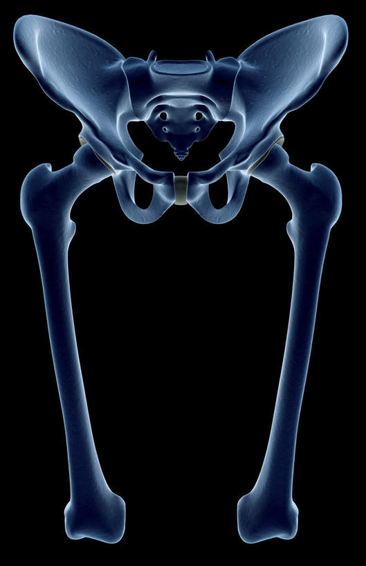 动脉,静脉,骨骼,骨盆,无人,竖图,插画,室内,特写,白天,正面,数码,科技,静物,阴影,黑色背景,局部,网络,医学,骨头,光芒,高光,几何,计算机图形,合成,图画,画,蓝色,模型,人体,部分,电脑合成图,数码合成图,骨架,生物学,漫画,生理学,写实,具体,具象,股骨,髋骨,尾骨,半身,彩图