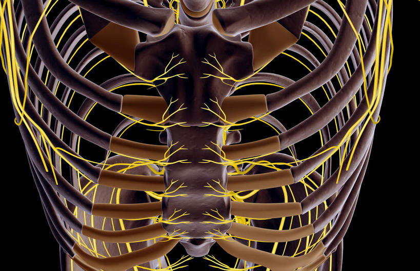 神经,动脉,静脉,骨骼,胸骨,肋骨,无人,横图,插画,室内,特写,白天,正面,数码,科技,静物,阴影,黑色背景,局部,网络,医学,骨头,高光,几何,计算机图形,合成,图画,画,模型,人体,部分,电脑合成图,数码合成图,骨架,生物学,漫画,生理学,写实,具体,具象,肋间神经,胸神经,肋软骨,半身,彩图