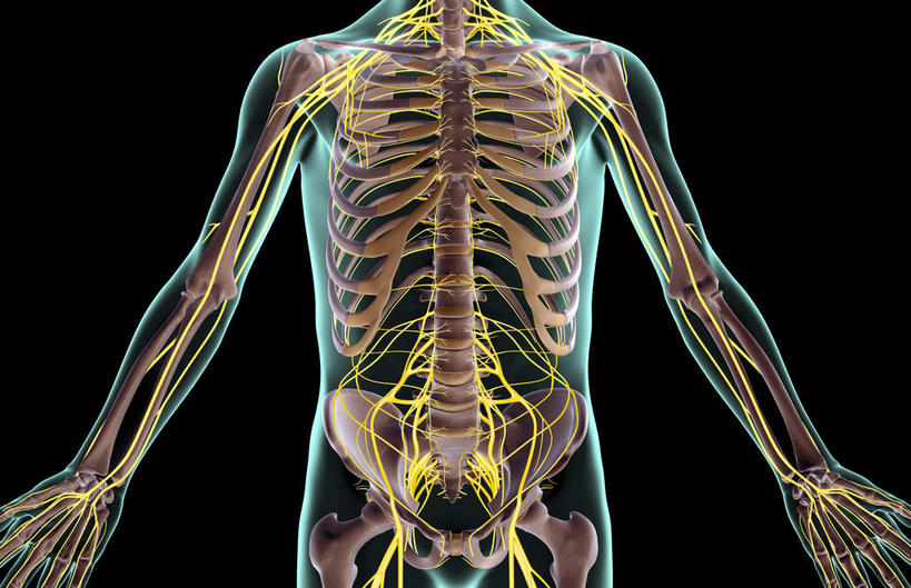 神经,动脉,静脉,骨骼,无人,横图,插画,x光片,室内,特写,白天,正面,数码,科技,静物,阴影,黑色背景,局部,辐射,科学,网络,医学,骨头,光芒,高光,几何,计算机图形,合成,图画,画,模型,人体,部分,电脑合成图,数码合成图,骨架,医疗,生物学,科学技术,x射线,x光,漫画,生理学,写实,具体,具象,肋间神经,胸神经,腋神经,腰丛,骶神经,骶神经丛,半身,彩图,电磁波,电磁辐射