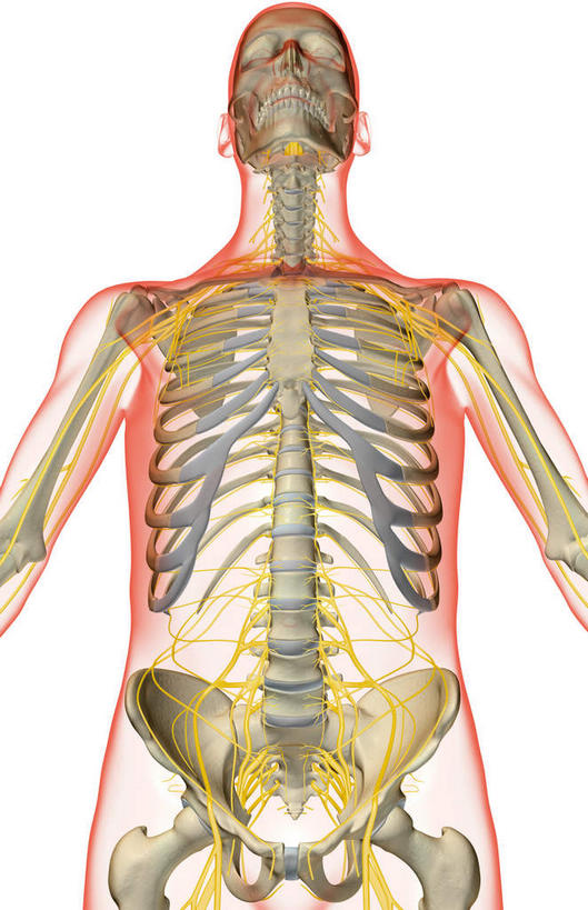 神经,动脉,静脉,骨骼,无人,竖图,插画,室内,特写,白天,白色背景,正面,数码,科技,静物,阴影,局部,网络,医学,骨头,光芒,高光,几何,计算机图形,合成,图画,画,红色,模型,人体,部分,电脑合成图,数码合成图,骨架,生物学,漫画,生理学,写实,具体,具象,颈神经,肋间神经,胸神经,颈丛,腰丛,骶神经,骶神经丛,半身,彩图