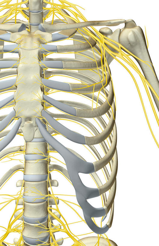 神经,动脉,静脉,骨骼,胸骨,肋骨,无人,竖图,插画,室内,特写,白天,白色背景,正面,数码,科技,静物,阴影,局部,网络,医学,骨头,高光,几何,计算机图形,合成,图画,画,模型,人体,部分,电脑合成图,数码合成图,骨架,生物学,漫画,生理学,写实,具体,具象,肋间神经,胸神经,腋神经,肋软骨,臂丛神经,半身,彩图