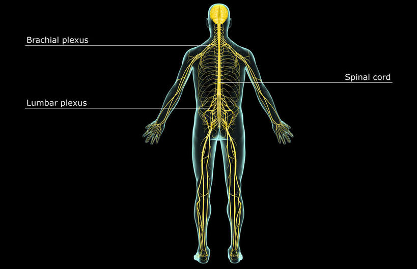 神经,动脉,静脉,无人,站,横图,插画,x光片,室内,特写,白天,数码,科技,静物,阴影,黑色背景,辐射,科学,网络,医学,英文,标志,文字,字符,字母,光芒,高光,几何,计算机图形,合成,图画,标识,画,背面,站着,人体,皮肤,英文字母,电脑合成图,数码合成图,医疗,生物学,科学技术,x射线,x光,漫画,生理学,写实,具体,具象,骶神经,骶神经丛,中枢神经系统,站立,彩图,全身,电磁波,电磁辐射