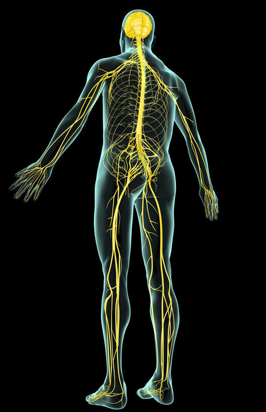 神经,动脉,静脉,无人,站,竖图,插画,x光片,室内,特写,白天,仰视,数码,科技,静物,阴影,黑色背景,辐射,科学,网络,医学,光芒,高光,几何,计算机图形,合成,图画,画,站着,人体,皮肤,电脑合成图,数码合成图,医疗,生物学,科学技术,x射线,x光,漫画,生理学,写实,具体,具象,骶神经,骶神经丛,中枢神经系统,站立,彩图,低角度拍摄,全身,电磁波,电磁辐射