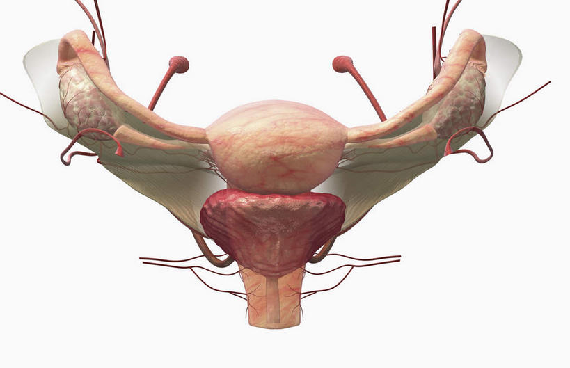 内脏,动脉,静脉,血管,膀胱,卵巢,子宫,无人,横图,插画,室内,特写,白天,白色背景,正面,数码,科技,静物,阴影,网络,医学,高光,几何,计算机图形,合成,图画,画,模型,人体,电脑合成图,数码合成图,生物学,器官,漫画,输卵管,生理学,写实,具体,具象,子宫底,女性生殖器官,子宫动脉,阔韧带,彩图