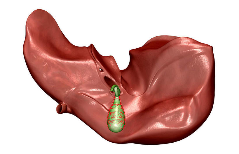 内脏,肝脏,动脉,静脉,胆囊,无人,横图,插画,室内,特写,白天,白色背景,正面,数码,科技,静物,阴影,网络,医学,高光,几何,计算机图形,合成,图画,画,模型,人体,电脑合成图,数码合成图,生物学,器官,漫画,生理学,写实,具体,具象,胆管,肝,彩图