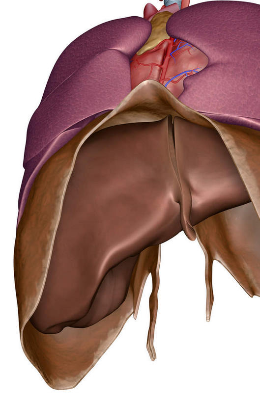 内脏,肝脏,动脉,静脉,无人,竖图,插画,室内,特写,白天,白色背景,正面,数码,科技,静物,阴影,网络,医学,高光,几何,计算机图形,合成,图画,画,模型,人体,电脑合成图,数码合成图,生物学,器官,漫画,生理学,写实,具体,具象,肝,彩图