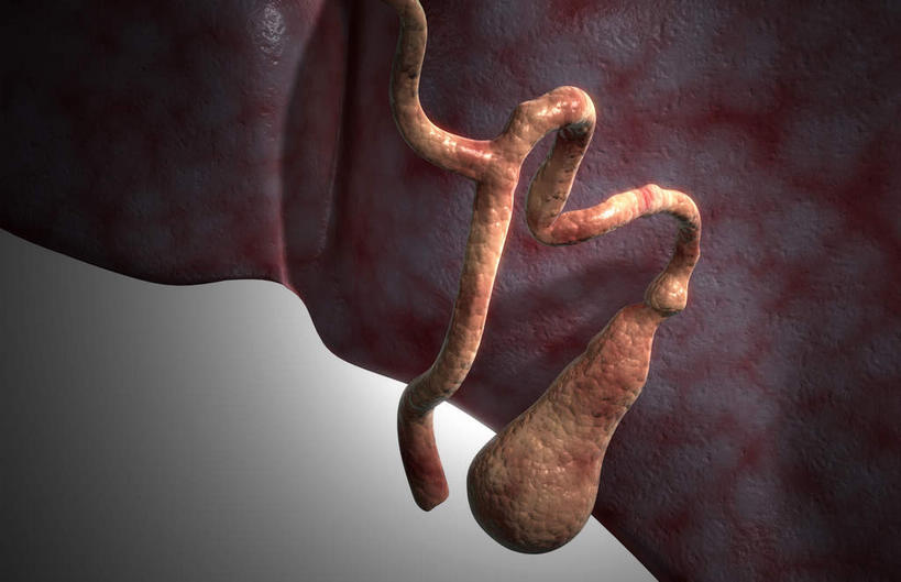 内脏,动脉,静脉,胆囊,无人,横图,插画,室内,特写,白天,白色背景,正面,数码,科技,静物,阴影,网络,医学,高光,几何,计算机图形,合成,图画,画,模型,人体,电脑合成图,数码合成图,生物学,器官,漫画,生理学,写实,具体,具象,胆总管,彩图,消化系统