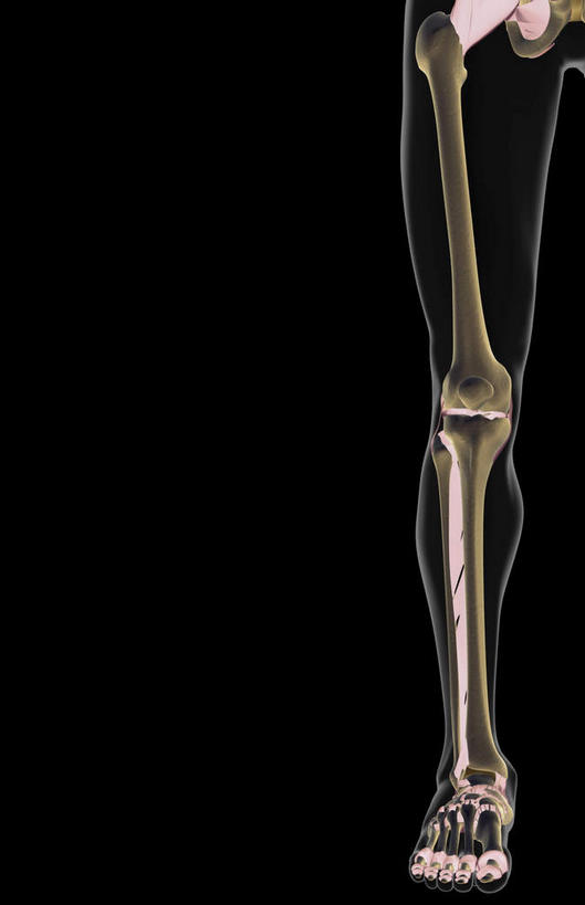 动脉,静脉,骨骼,无人,站,竖图,插画,x光片,室内,特写,白天,正面,数码,科技,静物,阴影,黑色背景,局部,辐射,科学,网络,医学,骨头,光芒,高光,几何,计算机图形,合成,图画,画,模型,站着,人体,部分,电脑合成图,数码合成图,骨架,医疗,生物学,科学技术,x射线,x光,韧带,漫画,生理学,写实,具体,具象,髌骨,腓骨,跗骨,股骨,胫骨,趾骨,蹠骨,站立,半身,彩图,前纵韧带,电磁波,电磁辐射