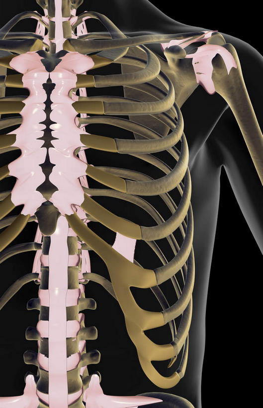 锁骨,肩胛骨,动脉,静脉,骨骼,胸骨,肋骨,无人,竖图,插画,x光片,室内,特写,白天,正面,数码,科技,静物,阴影,黑色背景,局部,辐射,科学,网络,医学,骨头,光芒,高光,几何,计算机图形,合成,图画,画,模型,人体,部分,电脑合成图,数码合成图,骨架,医疗,生物学,科学技术,x射线,x光,韧带,漫画,生理学,写实,具体,具象,尺骨,肱骨,颈椎,胸椎,腰骨,肋软骨,半身,彩图,前纵韧带,电磁波,电磁辐射