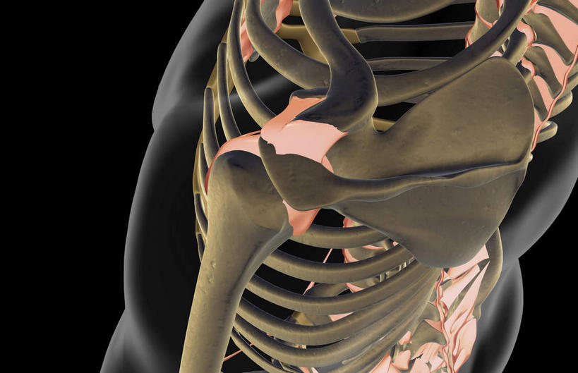 锁骨,肩胛骨,动脉,静脉,骨骼,胸骨,肋骨,无人,横图,插画,x光片,室内,特写,白天,正面,数码,科技,静物,阴影,黑色背景,局部,辐射,科学,网络,医学,骨头,光芒,高光,几何,计算机图形,合成,图画,画,模型,人体,部分,电脑合成图,数码合成图,骨架,医疗,生物学,科学技术,x射线,x光,韧带,漫画,生理学,写实,具体,具象,胸椎,腰骨,肋软骨,半身,彩图,前纵韧带,电磁波,电磁辐射