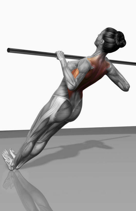 动脉,静脉,骨骼,肌肉,健壮,无人,拉,举,引体向上,竖图,插画,室内,特写,白天,白色背景,正面,锻炼,运动,数码,科技,单杠,静物,吊挂,握,悬挂,阴影,网络,医学,骨头,高光,几何,计算机图形,挂,拿,合成,图画,拿着,娱乐,画,模型,托,享受,休闲,健康,放松,活力,力量,握着,人体,青春,电脑合成图,数码合成图,骨架,生物学,强壮,漫画,室内运动,生理学,写实,具体,具象,举起,举手,举着,向上举,向上伸,向上托,引体上升,彩图,全身,健身